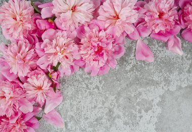 Gri çimento arka planda taze şakayıklar