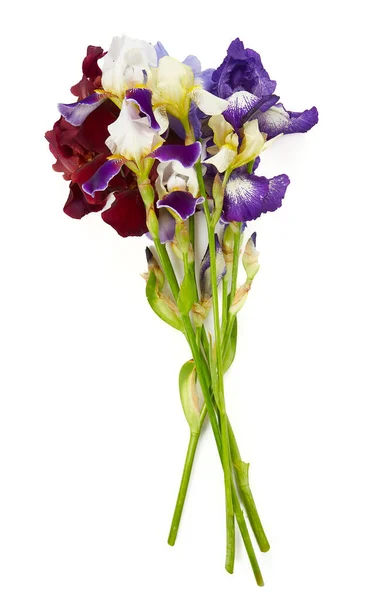 Mooie Iris Bloem Isoalted Witte Achtergrond — Stockfoto