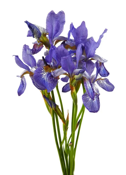 Mooie Iris Bloem Isoalted Witte Achtergrond — Stockfoto
