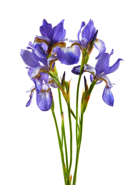 Beautiful Iris Flower Isoalted White Background — 스톡 사진