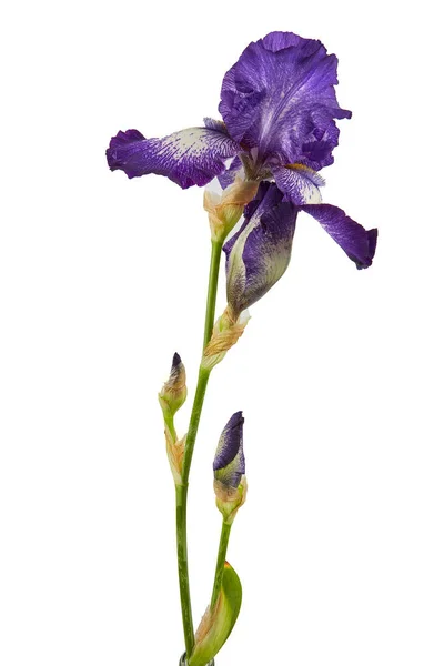 Mooie Iris Bloem Isoalted Witte Achtergrond — Stockfoto