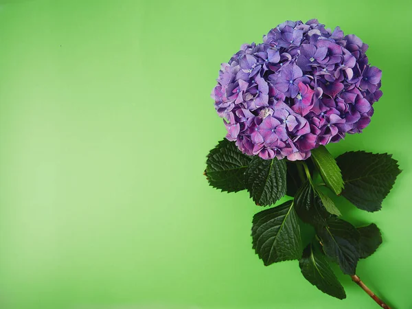 Paarse Hortensia Groen Oppervlak — Stockfoto