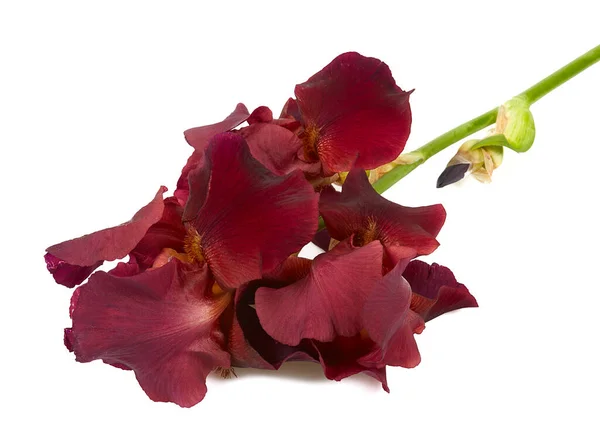 Mooie Iris Bloem Isoalted Witte Achtergrond — Stockfoto