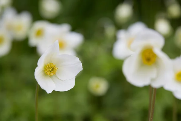 Biały Kwiat Anemon Rośnie Ogrodzie — Zdjęcie stockowe