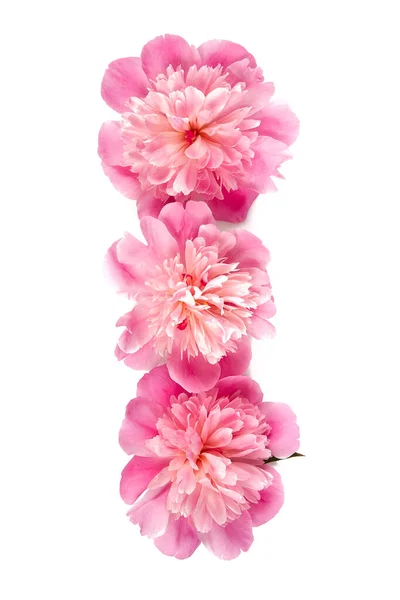 Fresh Peonies Isolated White Background Top View — Stock Photo, Image