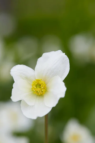 Flor Anémona Blanca Creciendo Jardín — Foto de Stock