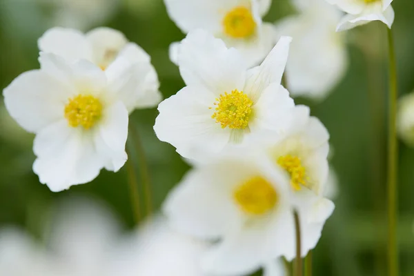 Flor Anémona Blanca Creciendo Jardín — Foto de Stock