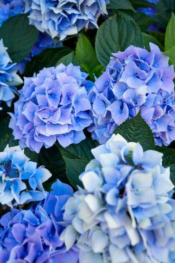 Dev, güzel mavi ortanca çalısı. Yaklaş.