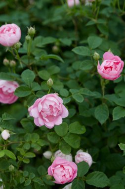 mooie roze rozen close-up