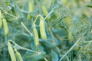 Tatlı bezelye yetiştiriyorum.