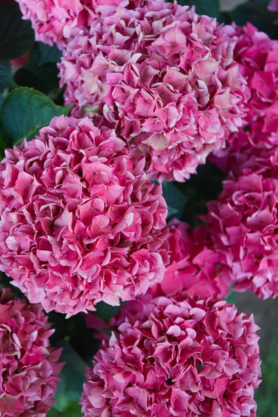 Красивый Розовый Куст Гортензии Кастрюле — стоковое фото