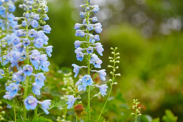 Crescente Delphinium Jardim Verão — Fotografia de Stock