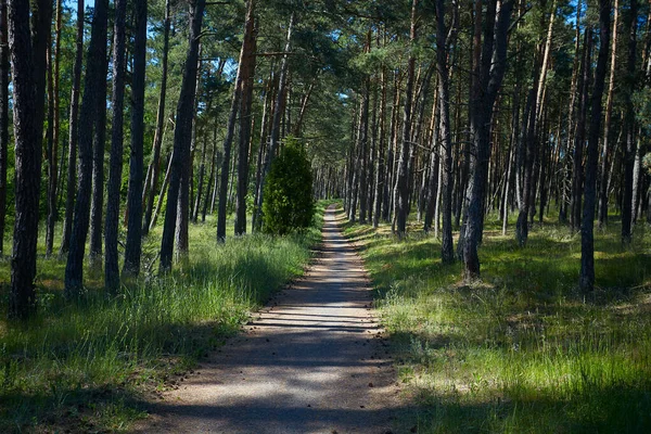 Beautiful Path Summer Forest Wonderful Place Bike Adventures Curonian Spit — Stock Photo, Image