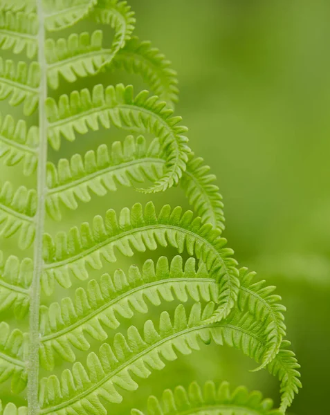 Varen Bladeren Close Lente Plant Close — Stockfoto