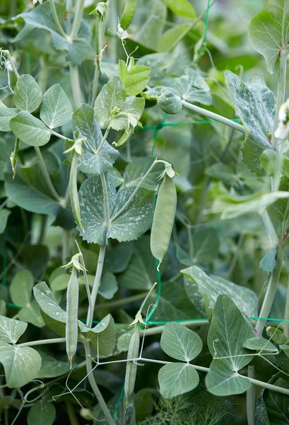 Growing Sweet Peas Close — Stock Photo, Image