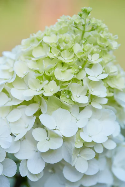 Growing Hydrangea Paniculata Close — Stock Photo, Image