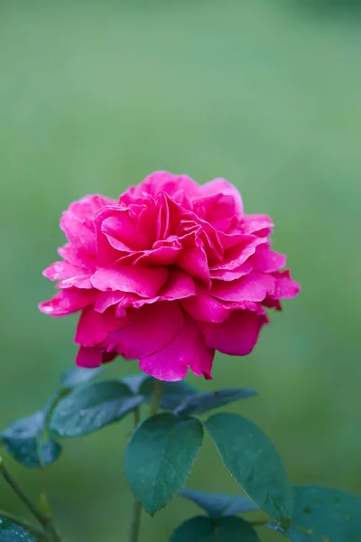 Belas Rosas Cor Rosa Perto — Fotografia de Stock