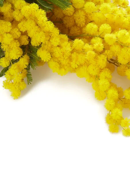 Dal Üzerinde Beyaz Izole Mimoza Çiçeği — Stok fotoğraf