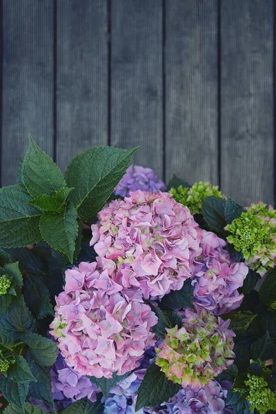 Beautiful Bushes Hydrangea Wooden Surface — Stock Photo, Image