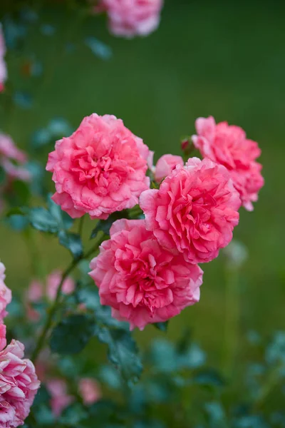 Piękne Różowe Róże Bliska — Zdjęcie stockowe