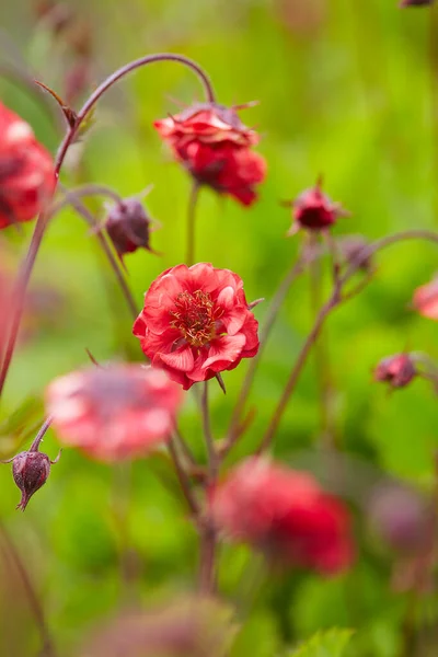 Geum Rivale Llamas Pasión Creciendo Jardín — Foto de Stock