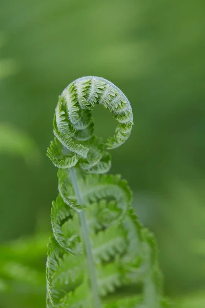 Varen Bladeren Close Lente Plant Close — Stockfoto