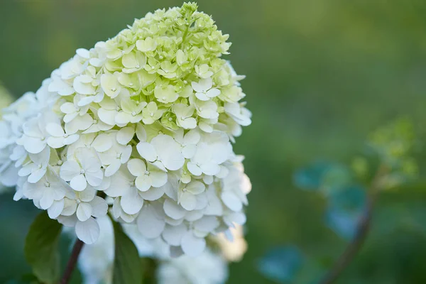 Growing Hydrangea Paniculata Close — Stock Photo, Image