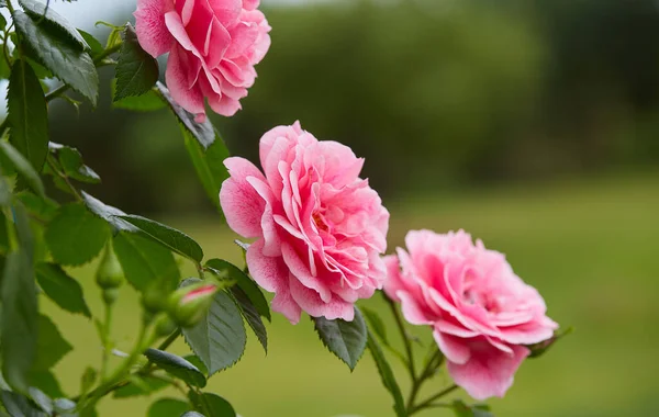 Vacker Rosa Rosor Nära Håll — Stockfoto