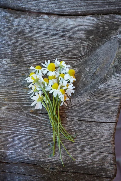Flores Camomila Estão Prontas Para Serem Secas — Fotografia de Stock