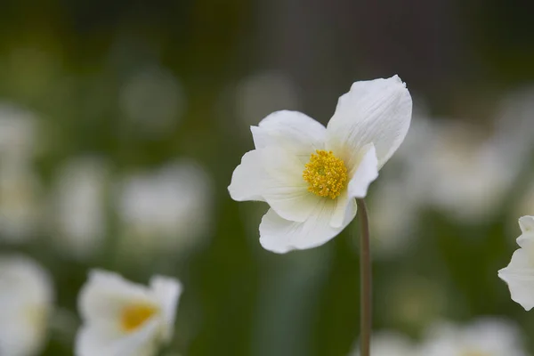 Biały Kwiat Anemon Rośnie Ogrodzie — Zdjęcie stockowe