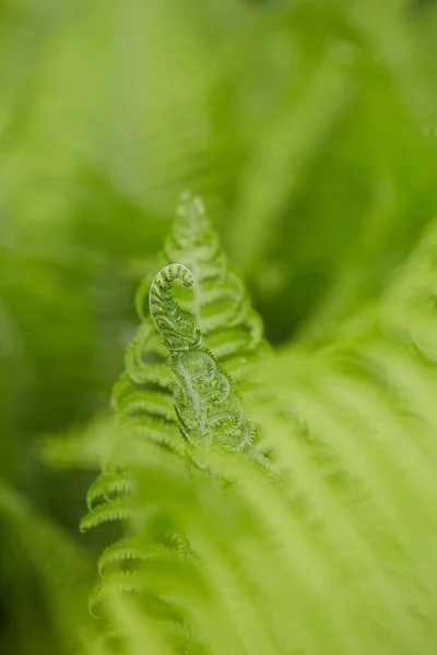 Hojas Helecho Cerca Planta Primavera Cerca — Foto de Stock