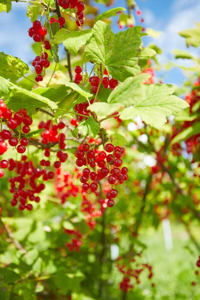 Ribes Rosso Che Cresce Giardino — Foto Stock