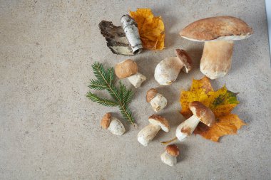 Granit yüzeyde orman mantarları