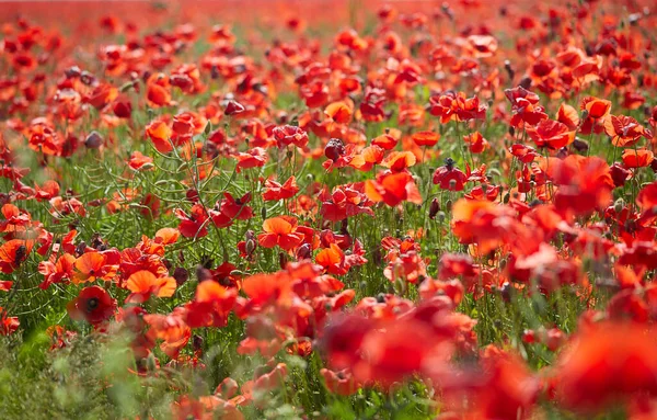 Mooi Papaver Bloemenveld Een Zonnige Zomerdag — Stockfoto