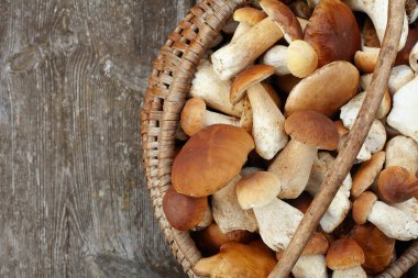 Eski ahşap yüzeyde Boletus Edulis mantarı