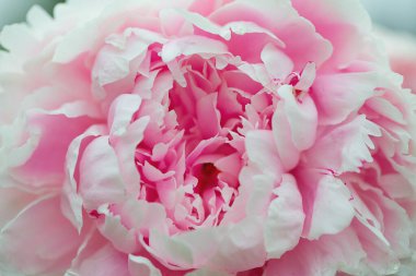 Güzel pembe şakayık. Yakın çekim.