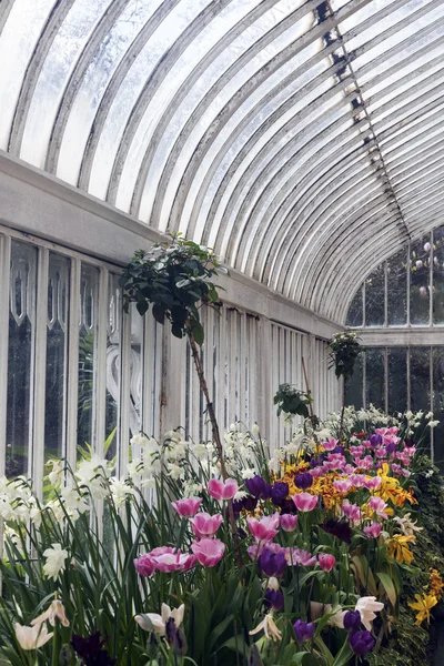 ベルファストのシュロ栽培の温室 — ストック写真