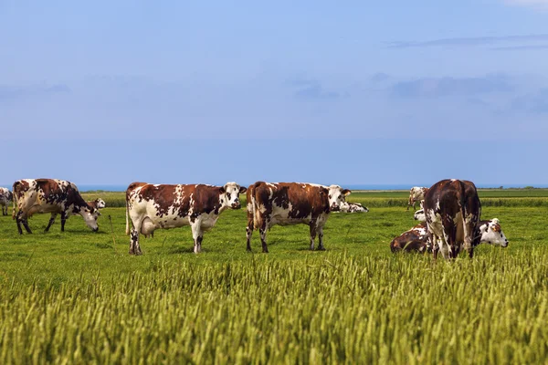 Krowy w Normandii we Francji — Zdjęcie stockowe
