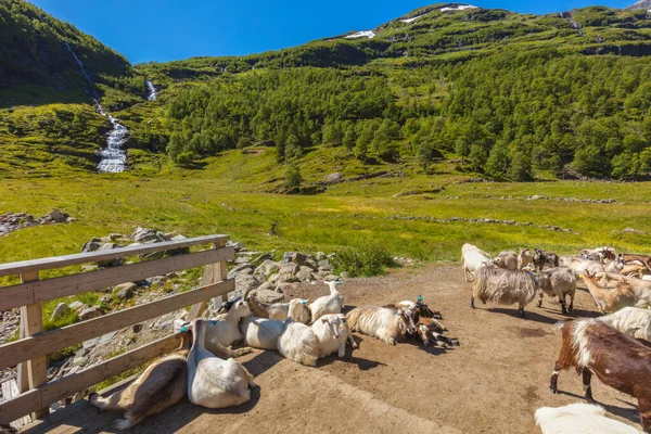 Trail Myrdal Para Flam Flam Noruega Ocidental Noruega — Fotografia de Stock