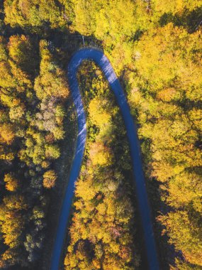 Ormandaki yol. Subcarpathia, Polonya.