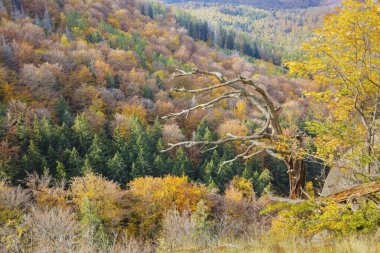 Karkonosze Ulusal Parkı 'ndaki orman. Jelenia Gora, Aşağı Silezya, Polonya.