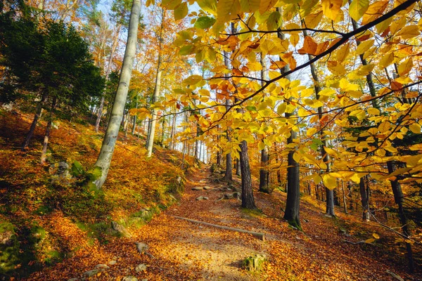 Wald Nationalpark Riesengebirge Jelenia Gora Niederschlesien Polen — Stockfoto