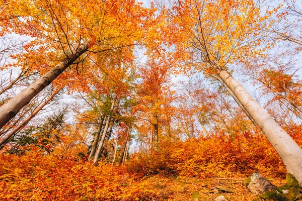 Bosque Parque Nacional Karkonosze Jelenia Gora Baja Silesia Polonia — Foto de Stock