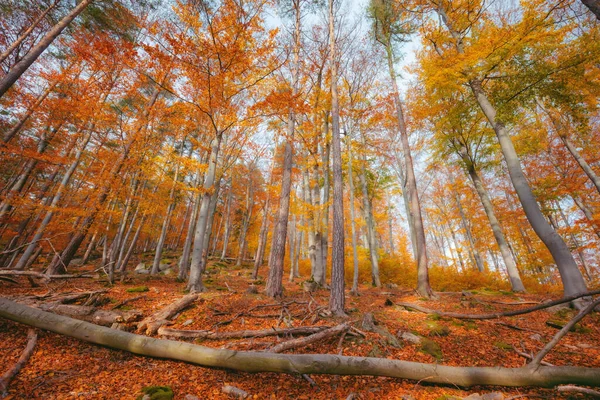 Foresta Nel Parco Nazionale Karkonosze Jelenia Gora Bassa Slesia Polonia — Foto Stock