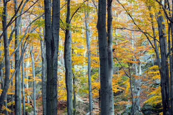 Bosque Parque Nacional Karkonosze Jelenia Gora Baja Silesia Polonia —  Fotos de Stock