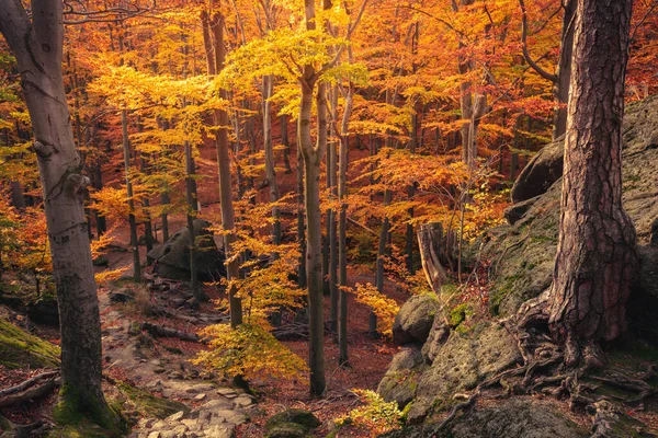 Foresta Nel Parco Nazionale Karkonosze Jelenia Gora Bassa Slesia Polonia — Foto Stock