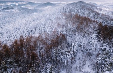 Przadki Kayası rezervi. Czarnorzeki, Subcarpathia, Polonya.