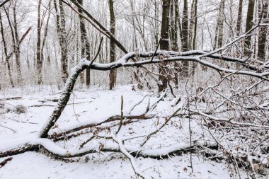 Lisia Gora Konservesi. Rzeszow, Subcarpathia, Polonya.
