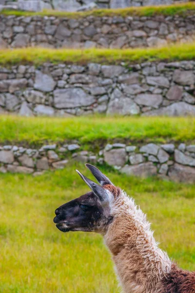 Panorama Machu Picchu Região Cuzco Peru — Fotografia de Stock