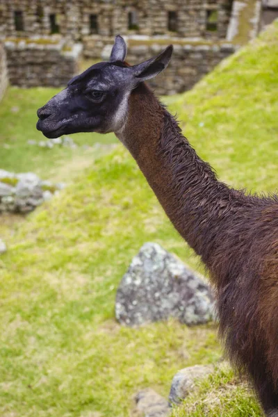 Machu Picchu Panorama Peru — Stock Photo, Image